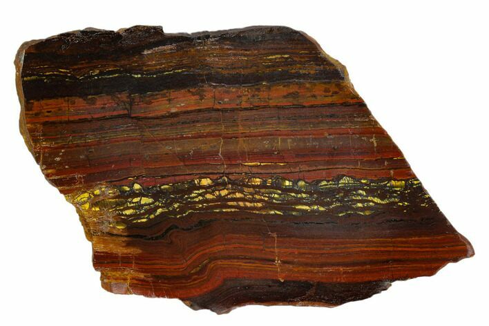 Polished Tiger Iron Stromatolite - Billion Years #129279